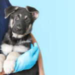 Denizli Veteriner | Cavit AKÇA Denizli Veteriner Kliniği | Denizli Pet Klinik Veteriner | 0540 658 68 58