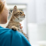 Denizli Veteriner | Cavit AKÇA Denizli Veteriner Kliniği | Denizli Pet Klinik Veteriner | 0540 658 68 58