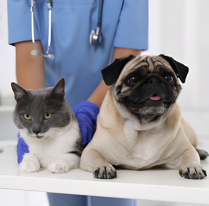 Denizli Veteriner | Cavit AKÇA Denizli Veteriner Kliniği | Denizli Pet Klinik Veteriner | 0540 658 68 58