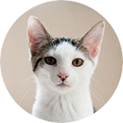 Denizli Veteriner | Cavit AKÇA Denizli Veteriner Kliniği | Denizli Pet Klinik Veteriner | 0540 658 68 58