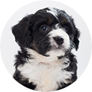 Denizli Veteriner | Cavit AKÇA Denizli Veteriner Kliniği | Denizli Pet Klinik Veteriner | 0540 658 68 58