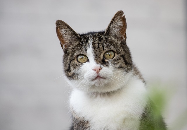 cat 7882701 640